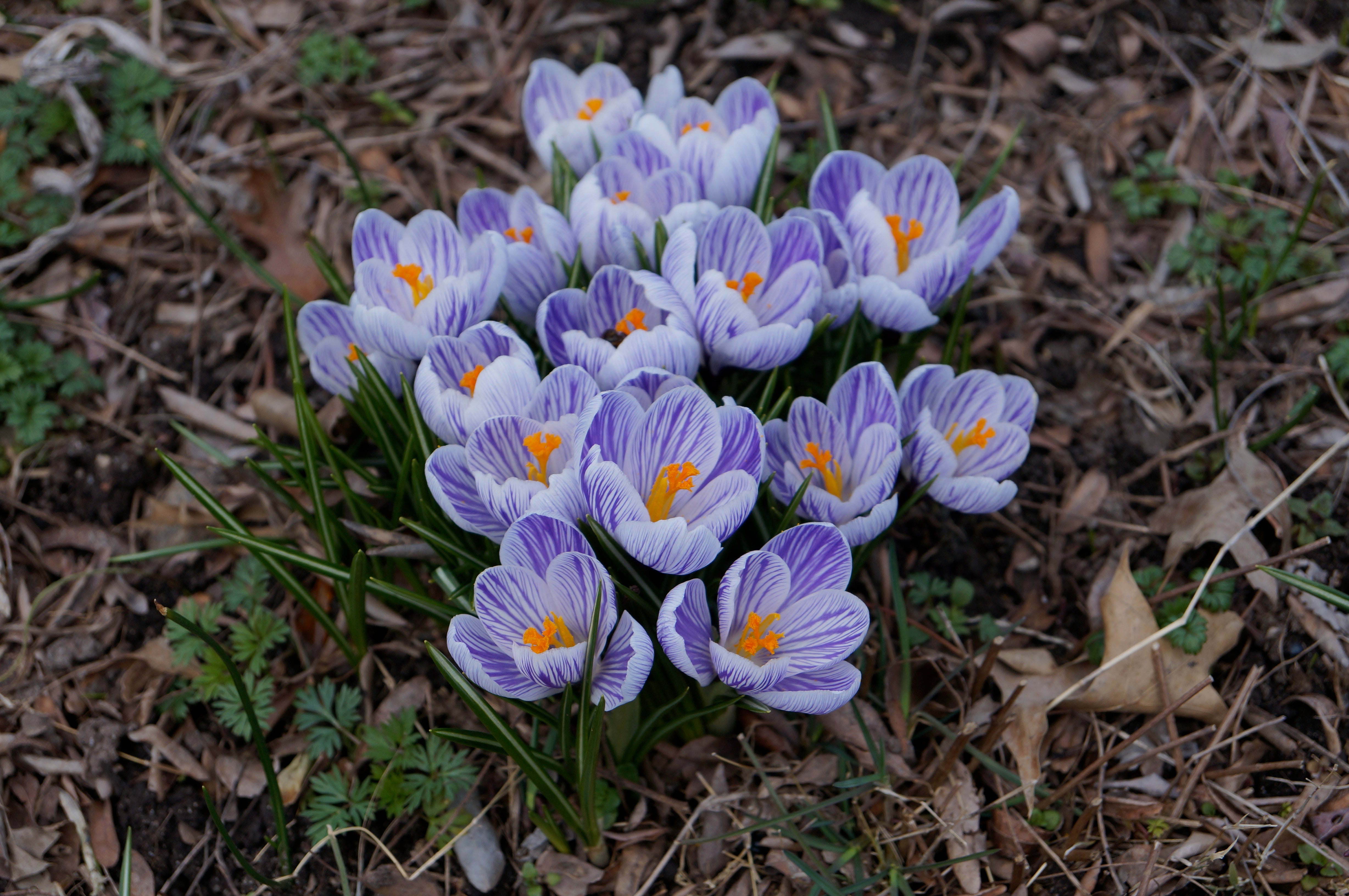 Purple spring flowers seasonal beginning budding flowers blooms riverside park fund